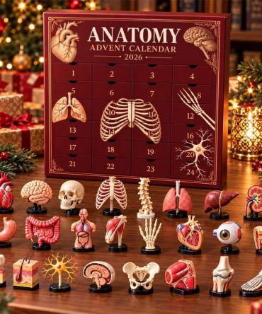 Anatomy 2026 24 Mini Human Organ And Skeleton Models Advent Calendar Christmas Tree Ornaments